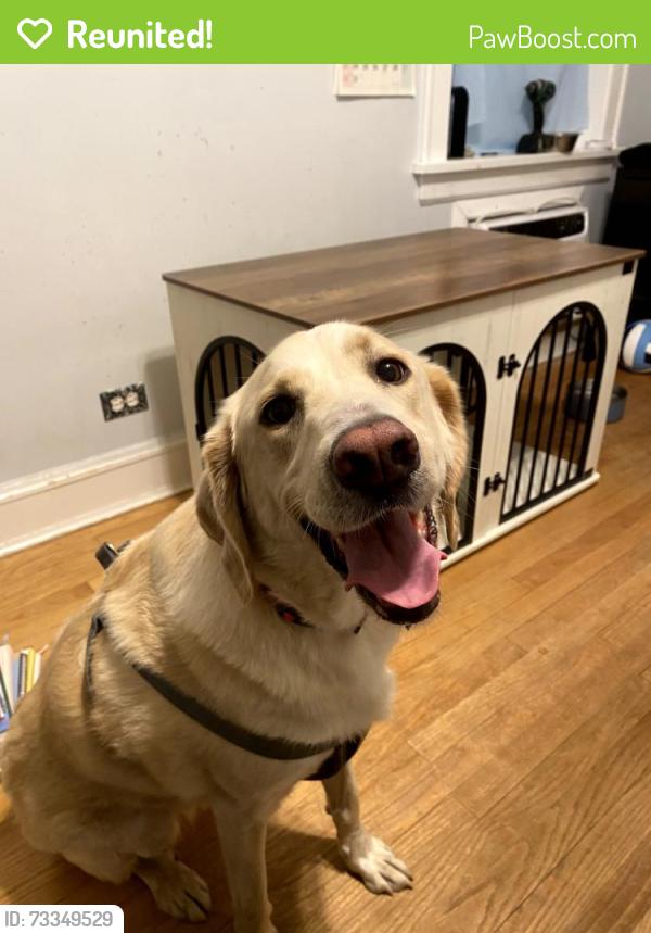 Reunited Female Dog last seen McCormick and Church st, Evanston, IL 60203