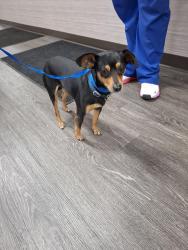 Found/Stray Male Dog last seen Woodlawn and central, Wichita, KS 67218