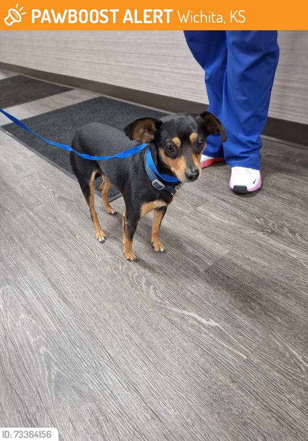 Found/Stray Male Dog last seen Woodlawn and central, Wichita, KS 67218