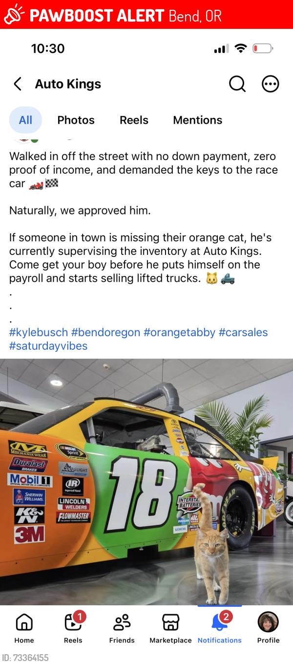 Lost Male Cat last seen Auto Kings, Bend, OR 97702