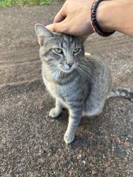 Found/Stray Male Cat last seen Chisholm St., Duluth, MN 55803