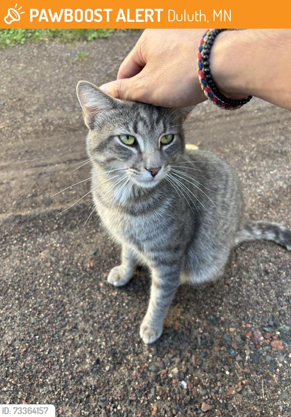 Found/Stray Male Cat last seen Chisholm St., Duluth, MN 55803
