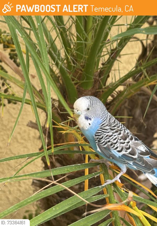 Found/Stray Unknown Bird last seen Vail Ranch, Temecula, CA 92592
