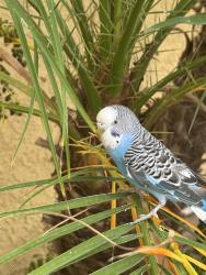 Found/Stray Unknown Bird last seen Vail Ranch, Temecula, CA 92592