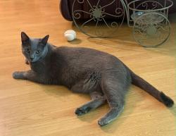Reunited Male Cat last seen Ridge Rd/Seals Rd/Hitchcock Rd, Dallas, GA 30157