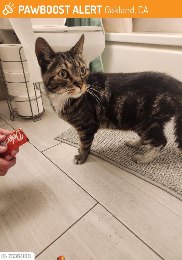 Found/Stray Unknown Cat last seen Santa Clara Ave, Oakland, CA 94610