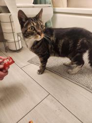 Found/Stray Unknown Cat last seen Santa Clara Ave, Oakland, CA 94610