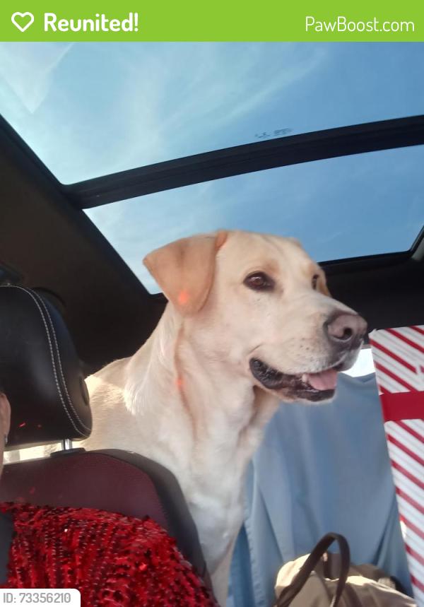 Reunited Male Dog last seen 30th Akron Lubbock TX, Lubbock, TX 79410