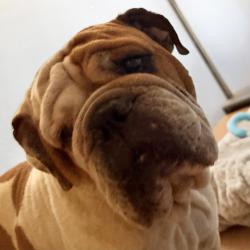 Shelter Stray Male Dog last seen Near Imperial Beach Boulevard, Imperial Beach, CA, 91932, 5500 Gaines St, San Diego, CA 92110, USA