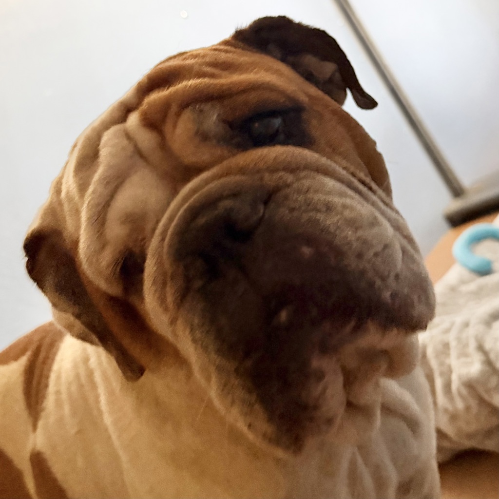 Shelter Stray Male Dog last seen Near Imperial Beach Boulevard, Imperial Beach, CA, 91932, 5500 Gaines St, San Diego, CA 92110, USA