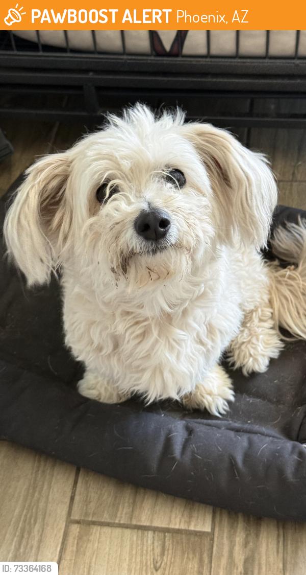 Found/Stray Female Dog last seen Near w Romley rd, Phoenix, AZ 85041