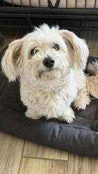 Found/Stray Female Dog last seen Near w Romley rd, Phoenix, AZ 85041