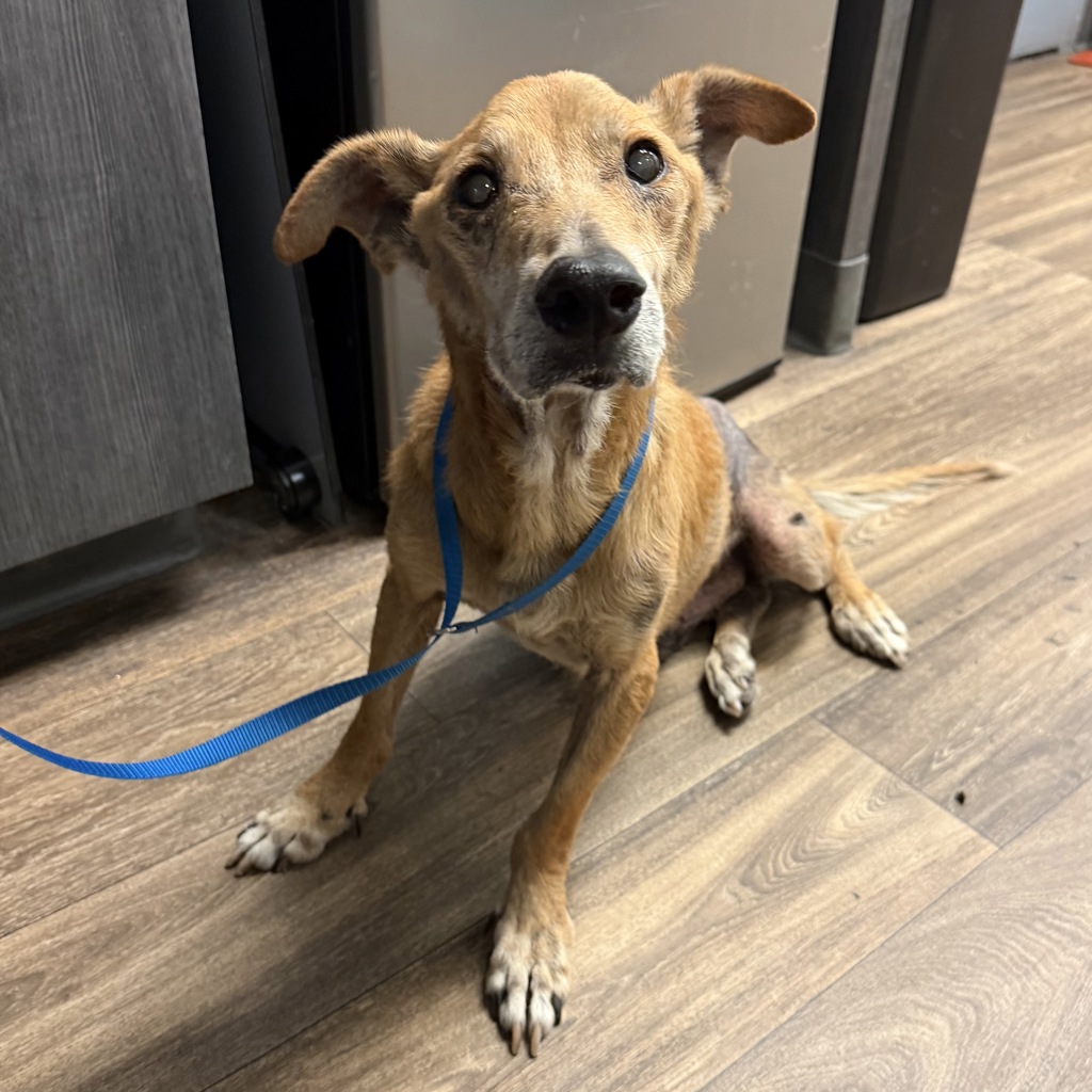 Shelter Stray Male Dog last seen 49th Street, San Diego, CA, 92115, 5500 Gaines St, San Diego, CA 92110, USA
