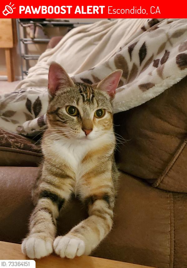Lost Female Cat last seen Rose & Jeffrey - Oakhill area, Escondido, CA 92027