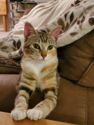 Lost Female Cat last seen Rose & Jeffrey - Oakhill area, Escondido, CA 92027