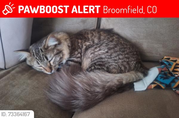 Lost Male Cat last seen 10th and Sheridan by the broomfield commons, Broomfield, CO 80020