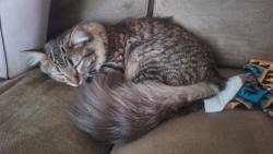 Lost Male Cat last seen 10th and Sheridan by the broomfield commons, Broomfield, CO 80020