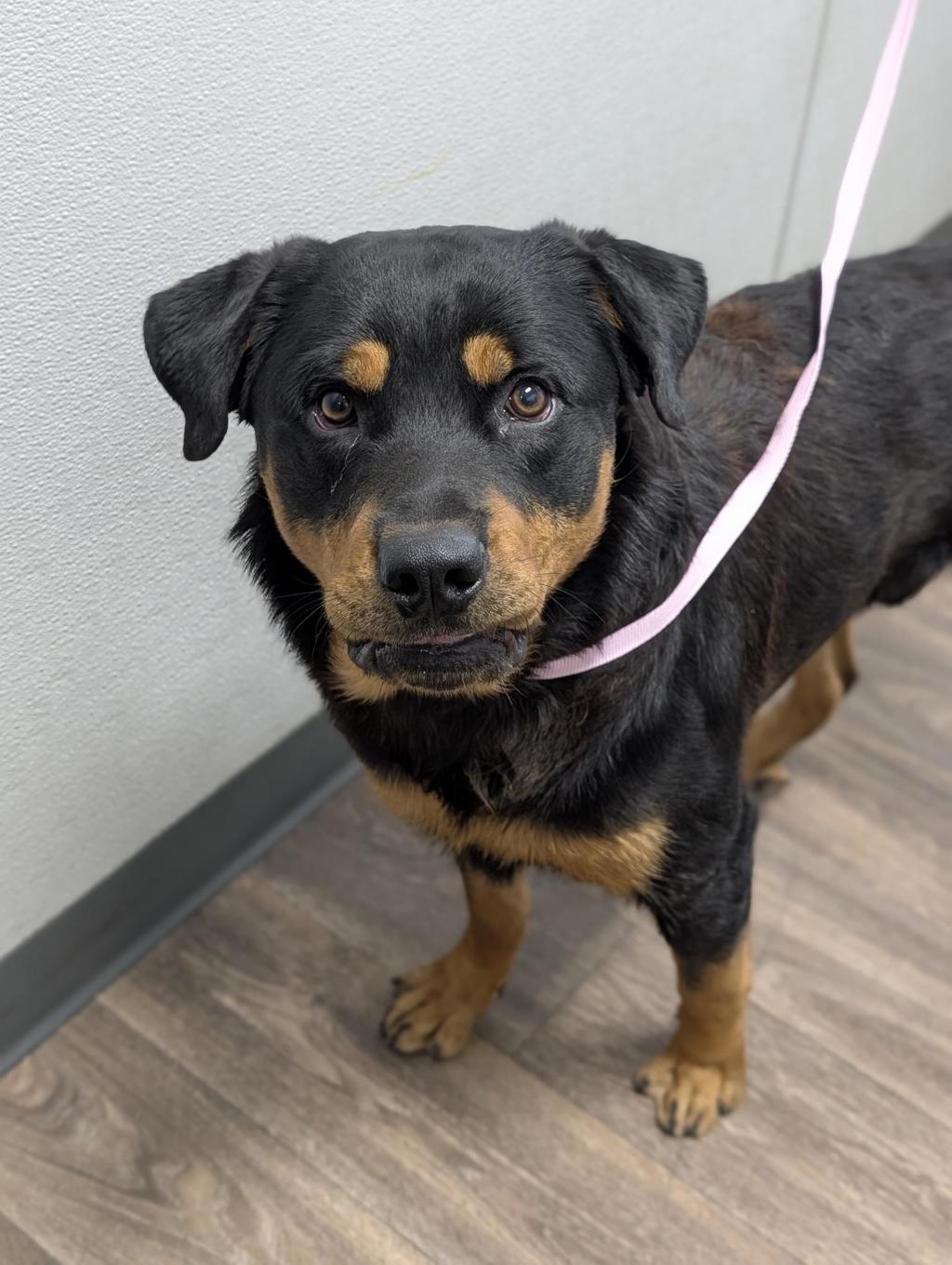 Shelter Stray Male Dog last seen In the parking lot at Northgate market, San Diego, CA, 92113, 5500 Gaines St, San Diego, CA 92110, USA