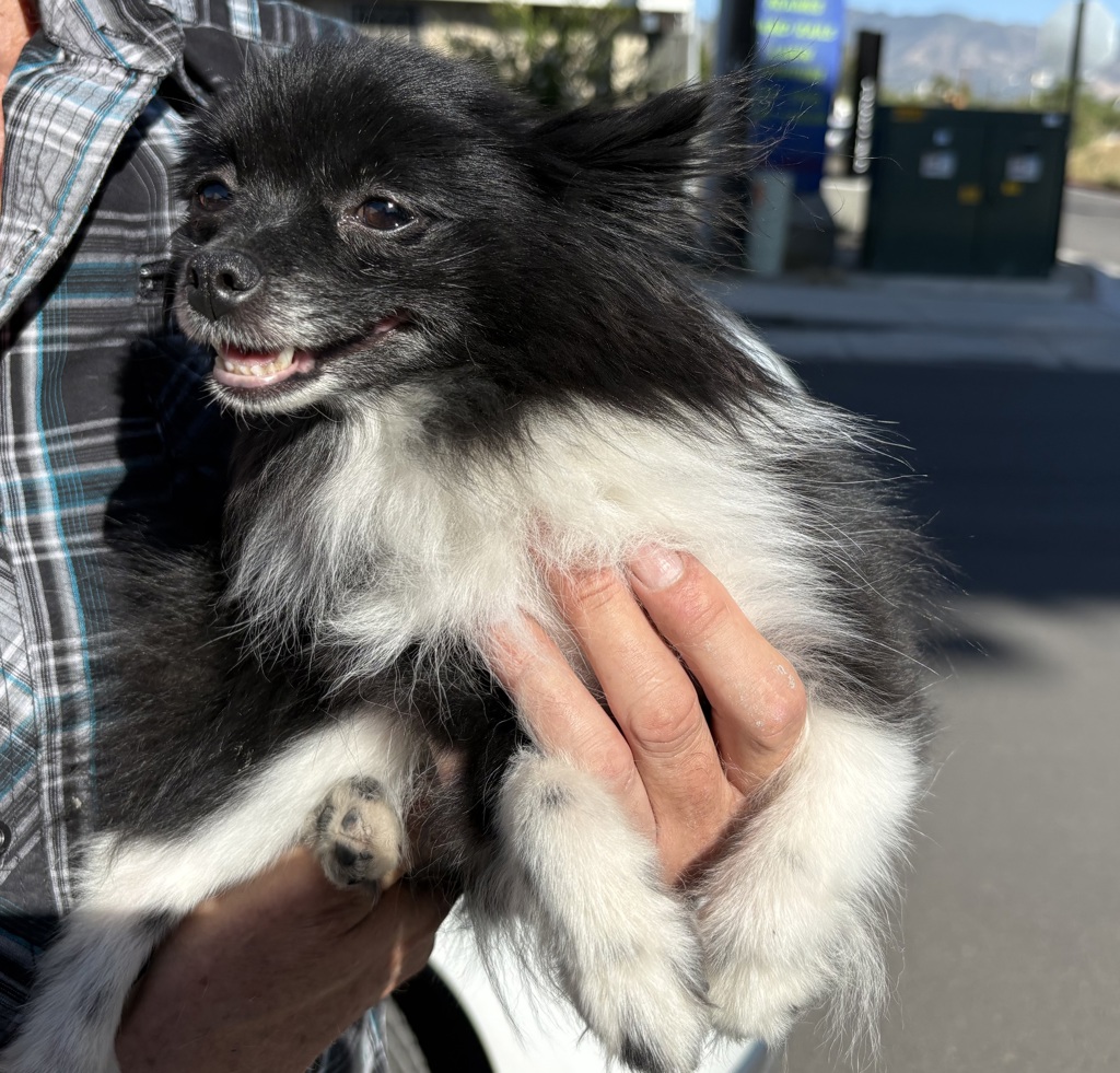 Shelter Stray Female Dog last seen Near S Navajo Street, SALT LAKE CITY, UT, 84104, 511 W 3900 S, Salt Lake City, UT 84123, USA