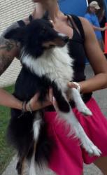 Reunited Female Dog last seen Connellsville Area Community Center. Near East Crawford Ave., Connellsville, PA 15425