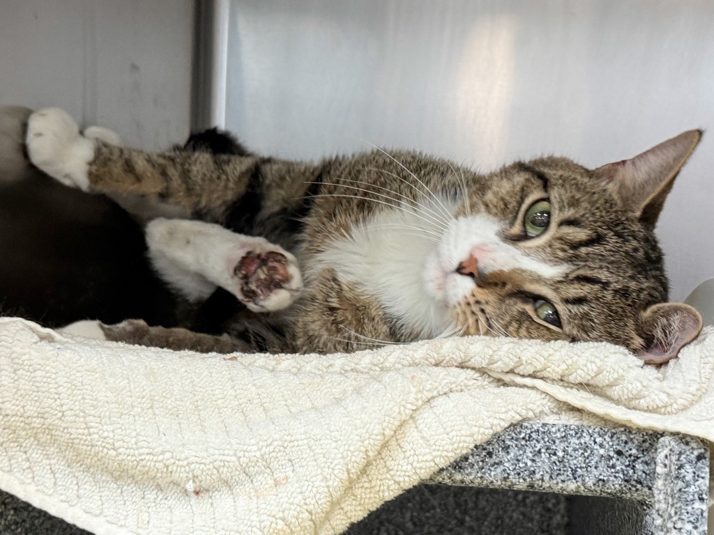Shelter Stray Male Cat last seen Near Cannon Place, BRONX, NY, 10463, 326 E 110th St, New York, NY 10029, USA