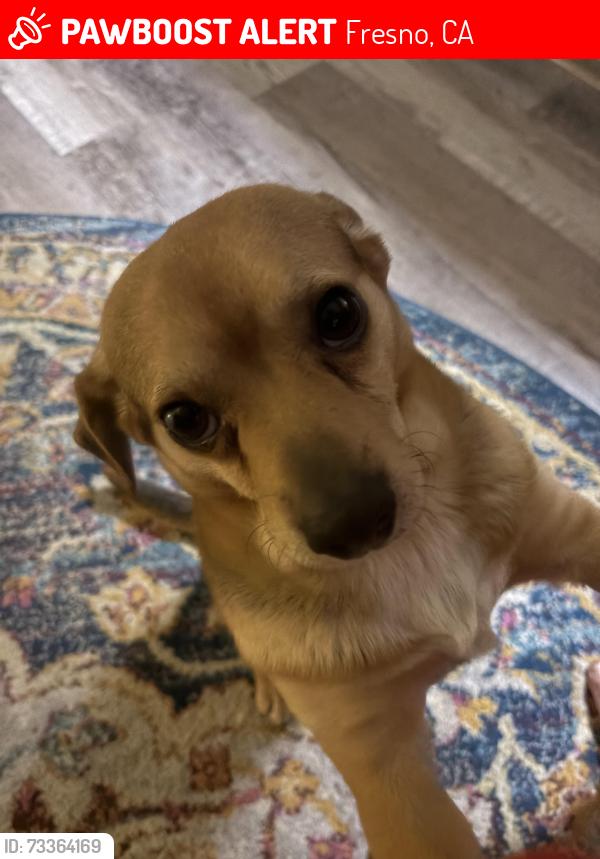 Lost Male Dog last seen Near e brown ave, Fresno, CA 93703