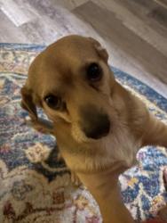 Lost Male Dog last seen Near e brown ave, Fresno, CA 93703