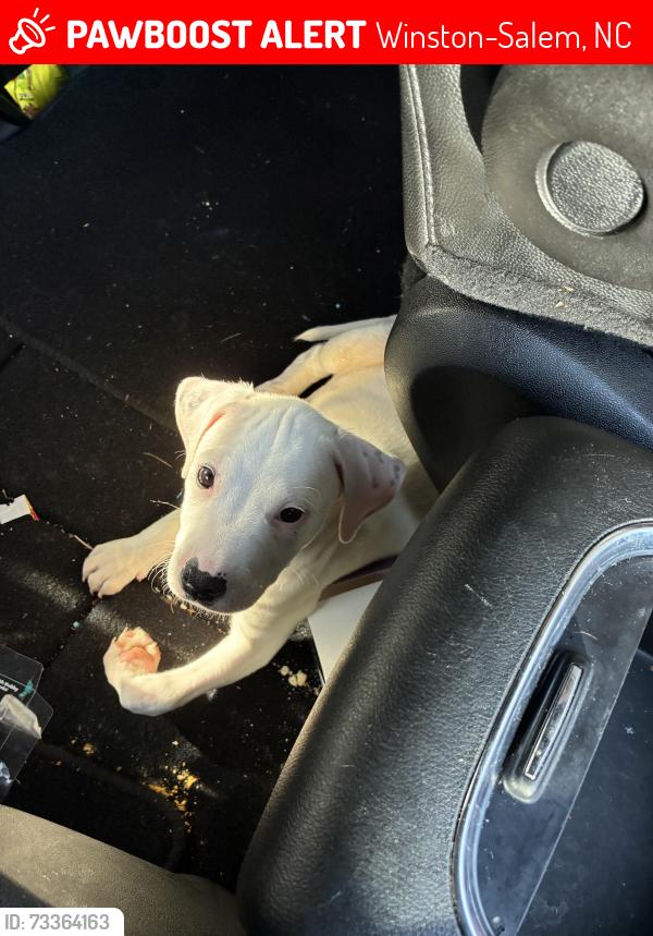 Lost Male Dog last seen Near sawmill rd Winston Salem Nc, Winston-Salem, NC 27107
