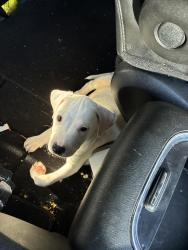 Lost Male Dog last seen Near sawmill rd Winston Salem Nc, Winston-Salem, NC 27107