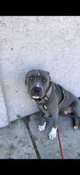 Lost Male Dog last seen Comly and Harbison, Philadelphia, PA 19135