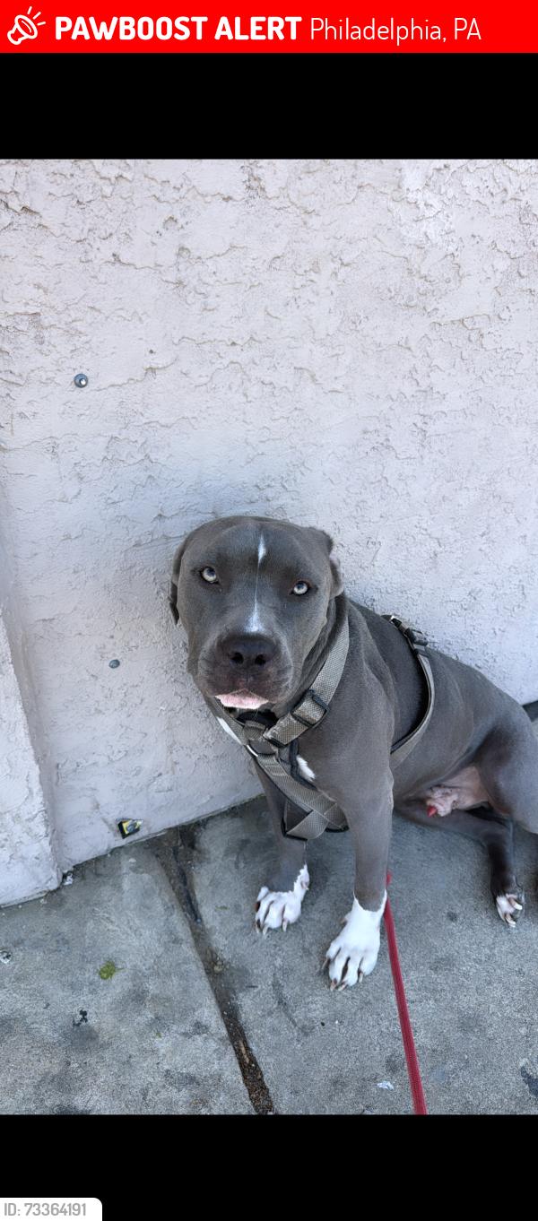 Lost Male Dog last seen Comly and Harbison, Philadelphia, PA 19135