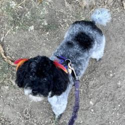Lost Female Dog last seen La Canada Way and Wheatland Ave, Los Angeles, CA 91040