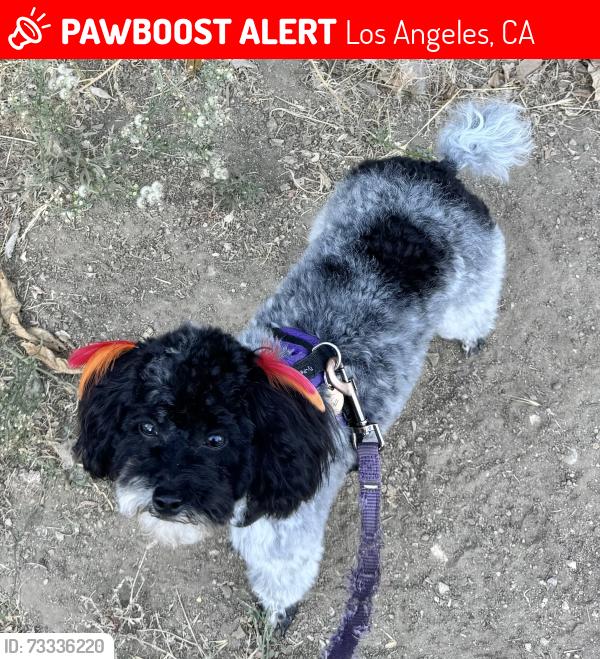 Lost Female Dog last seen La Canada Way and Wheatland Ave, Los Angeles, CA 91040