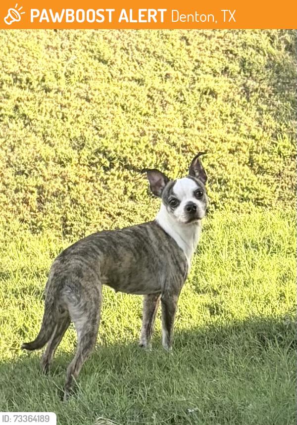 Found/Stray Female Dog last seen Near lost creek road, Denton, TX 76210