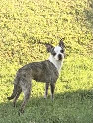 Found/Stray Female Dog last seen Near lost creek road, Denton, TX 76210