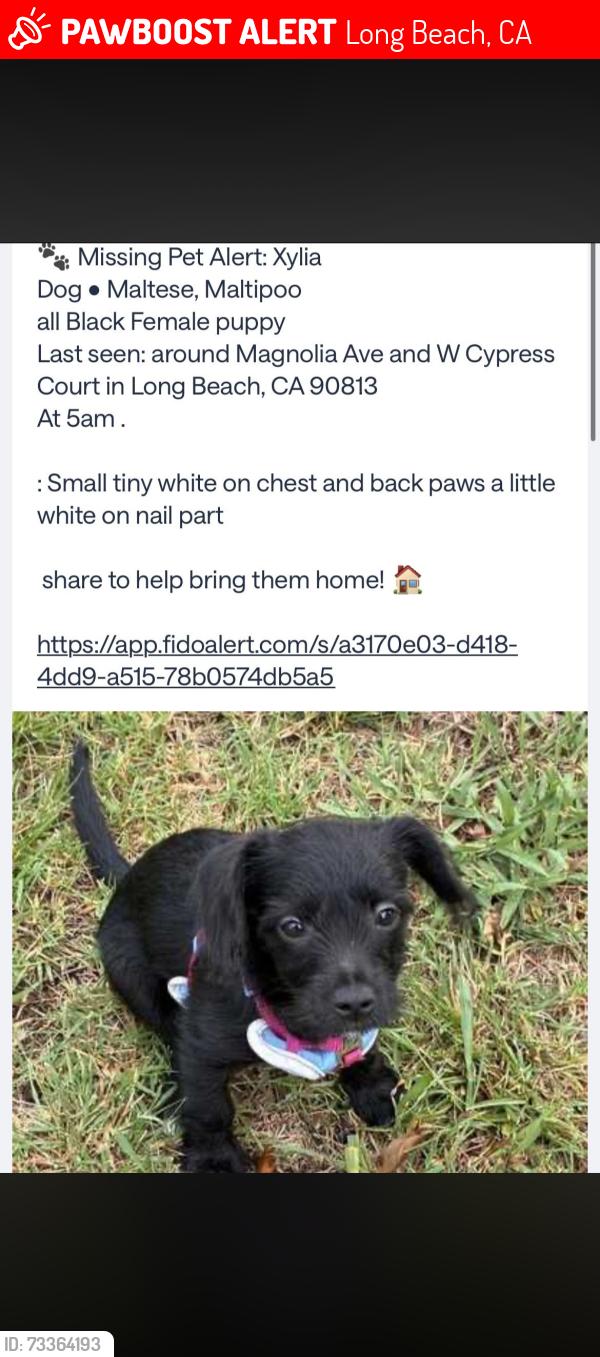 Lost Female Dog last seen W cypress court and magnolia Ave, Long Beach, CA 90813