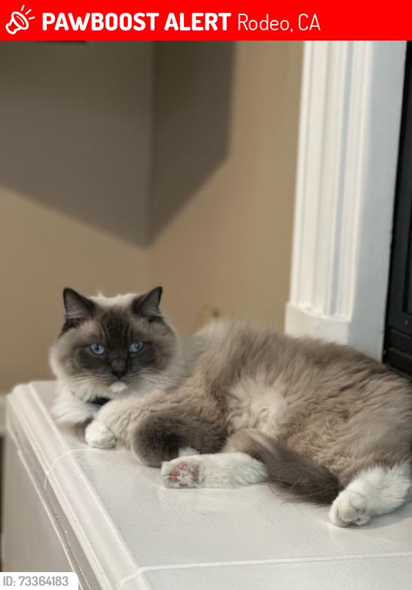 Lost Male Cat last seen California Street, Rodeo, California, Rodeo, CA 94572
