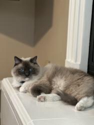 Lost Male Cat last seen California Street, Rodeo, California, Rodeo, CA 94572