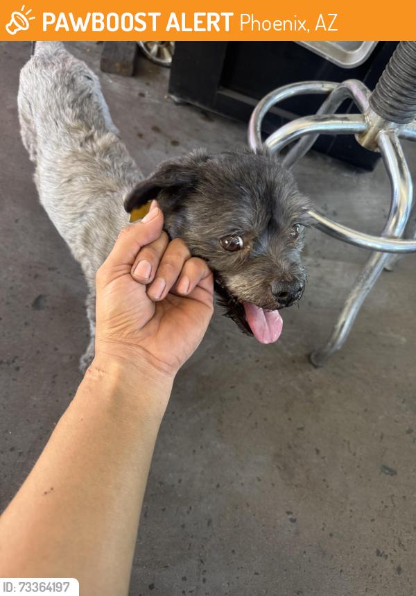 Found/Stray Male Dog last seen 34th ave between Roanoke ave and Virginia ave, Phoenix, AZ 85009