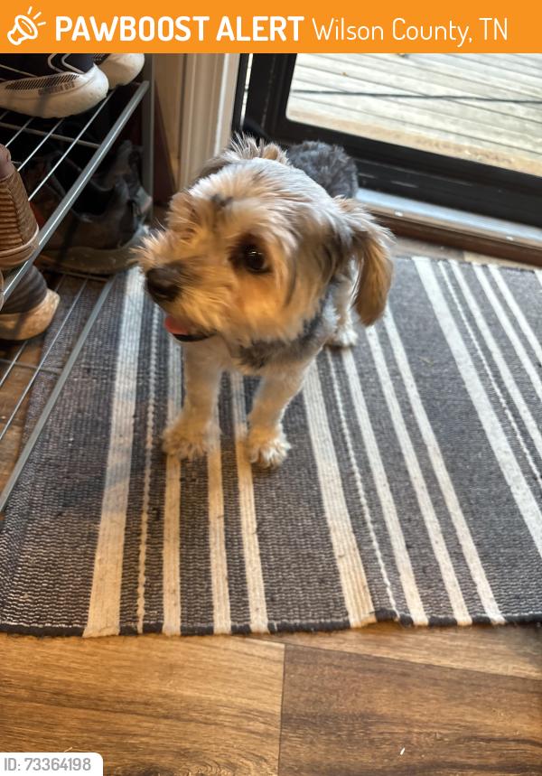 Found/Stray Male Dog last seen Oak point terrace, Wilson County, TN 37122