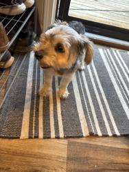 Found/Stray Male Dog last seen Oak point terrace, Wilson County, TN 37122