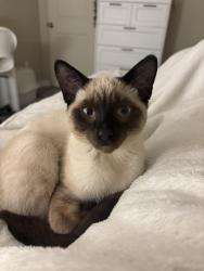 Lost Male Cat last seen Around 62 St SW, Edmonton, AB 
