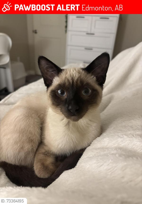 Lost Male Cat last seen Around 62 St SW, Edmonton, AB 