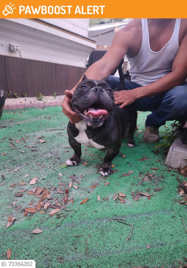 Found/Stray Female Dog last seen Near w Hallandale Beach Blvd, Hallandale Beach, FL 33009