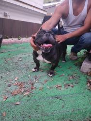 Found/Stray Female Dog last seen Near w Hallandale Beach Blvd, Hallandale Beach, FL 33009