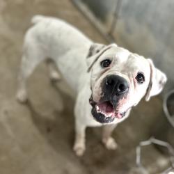 Shelter Stray Male Dog last seen , 2451 N Expressway 281, Edinburg, TX 78541, USA