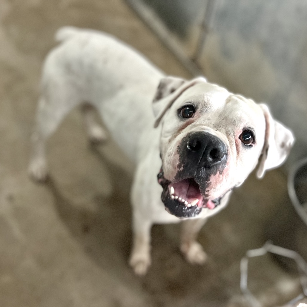 Shelter Stray Male Dog last seen , 2451 N Expressway 281, Edinburg, TX 78541, USA
