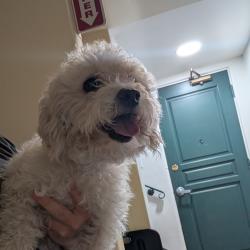 Shelter Stray Female Dog last seen , 361 S Raymond Ave, Pasadena, CA 91105, USA