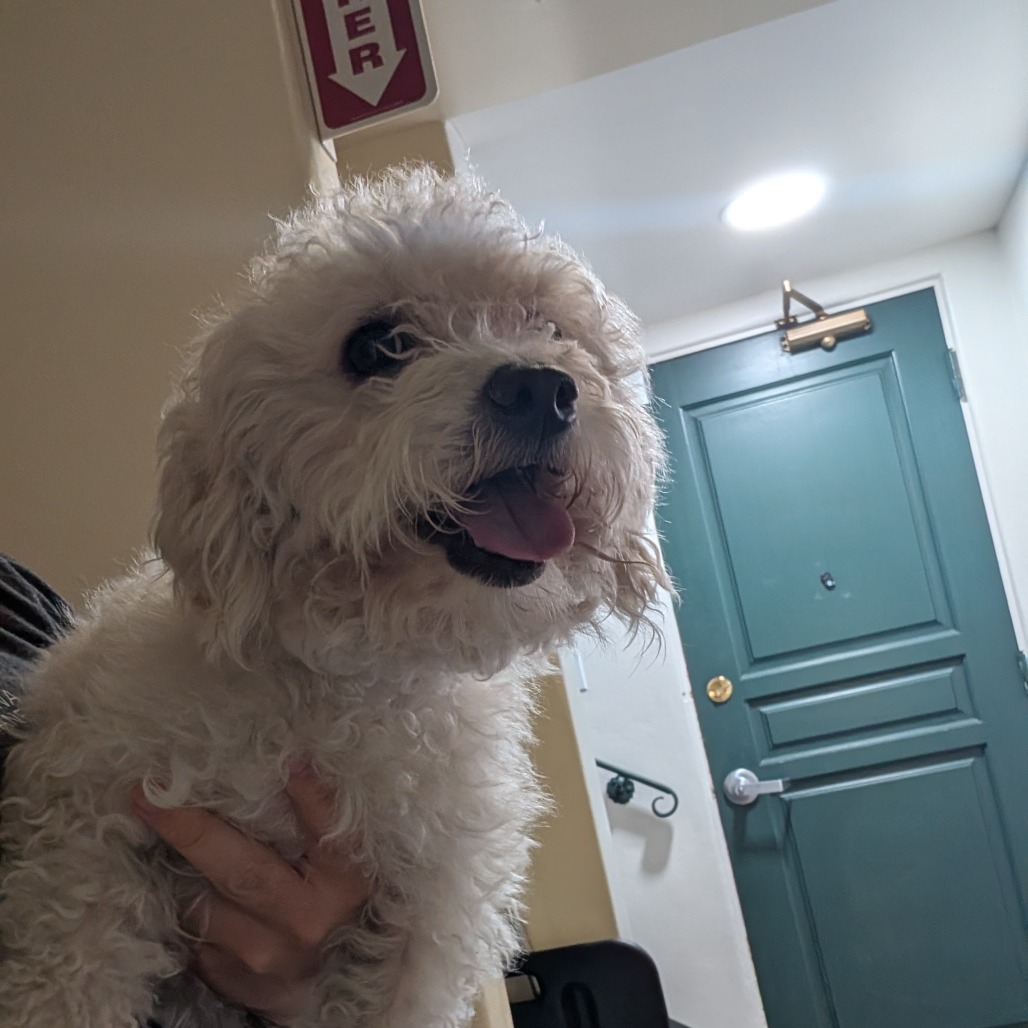 Shelter Stray Female Dog last seen , 361 S Raymond Ave, Pasadena, CA 91105, USA