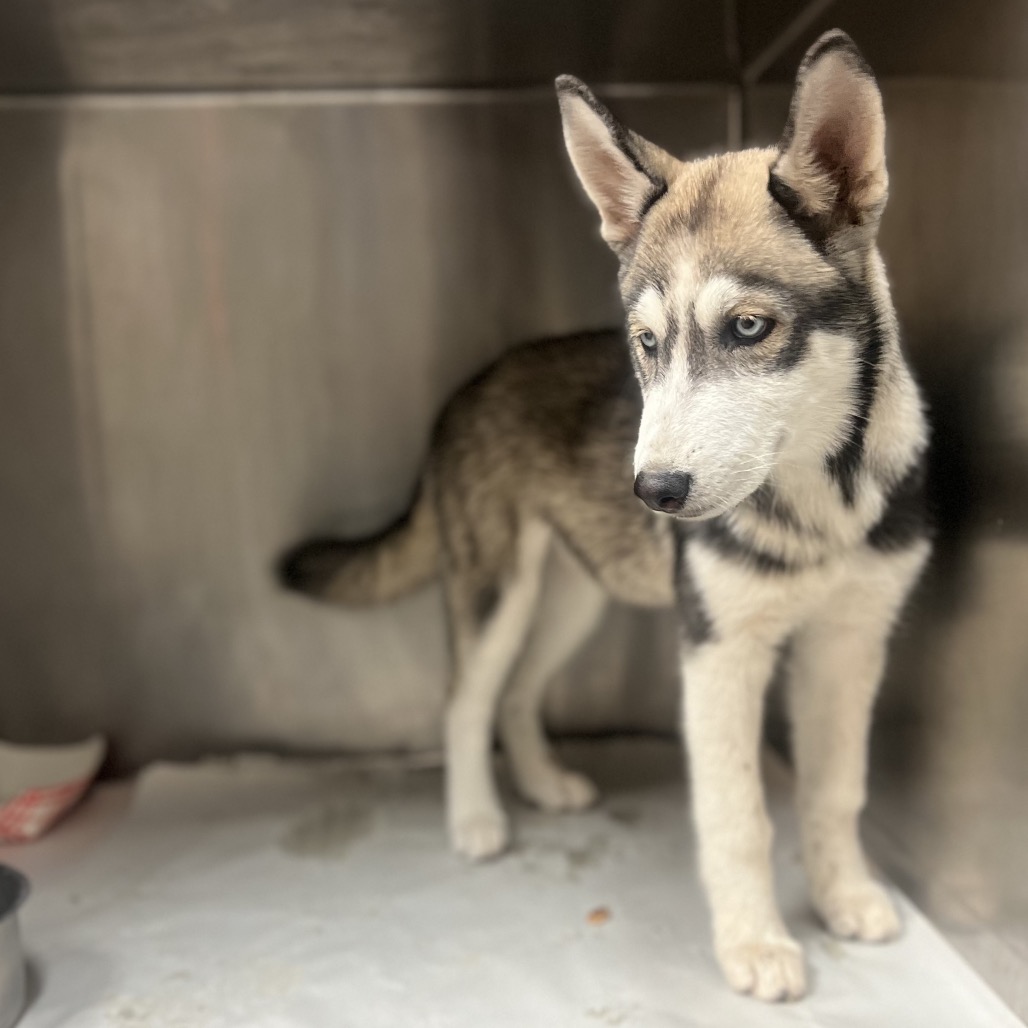 Shelter Stray Female Dog last seen , 2451 N Expressway 281, Edinburg, TX 78541, USA